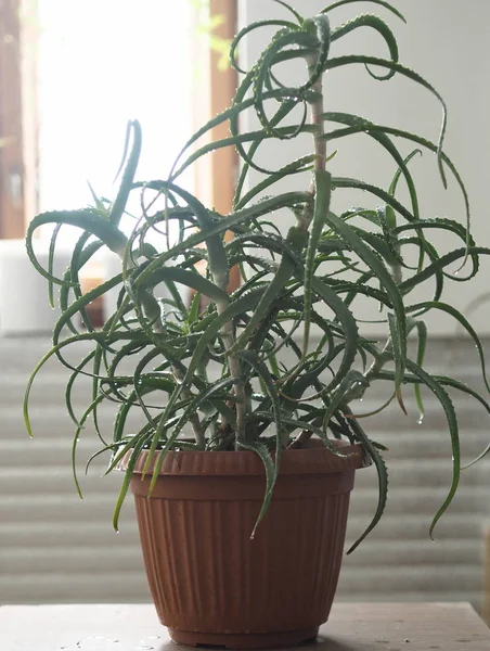 Aloès agave, plante médicinale domestique en hiver. Tropical . — Photo
