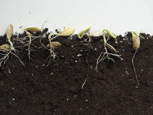 Agricultura, preparação para a sementeira de primavera. As sementes deram brotos e raízes . — Fotografia de Stock