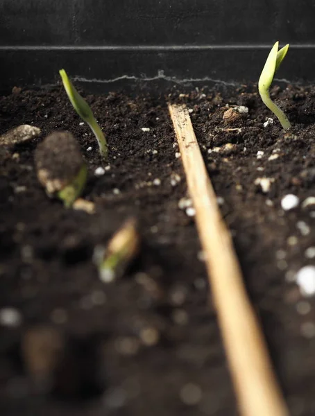 Agriculture, préparation aux semis de printemps. Les graines donnaient des germes et des racines . — Photo