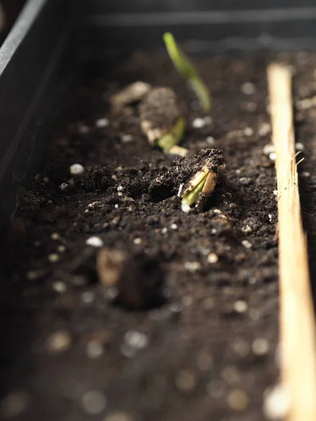 Agriculture, préparation aux semis de printemps. Les graines donnaient des germes et des racines . — Photo