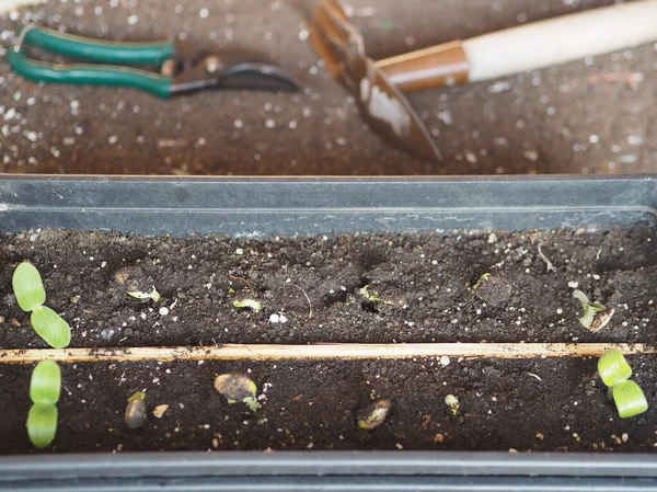 Les graines germées avec des feuilles et des racines sont prêtes pour la plantation . — Photo