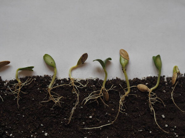 Выращенные семена с листьями и корнями готовы к посадке
.