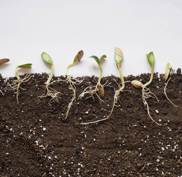 Выращенные семена с листьями и корнями готовы к посадке
.