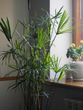 Su palmiyesi kötü koşullara dayanıklıdır. Mutfağın penceresinin yanındaki telorezde..