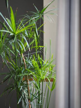 Su palmiyesi kötü koşullara dayanıklıdır. Mutfağın penceresinin yanındaki telorezde..