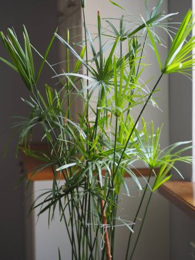 Su palmiyesi kötü koşullara dayanıklıdır. Mutfağın penceresinin yanındaki telorezde..