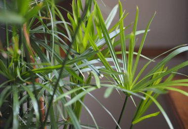 Su palmiyesi kötü koşullara dayanıklıdır. Mutfağın penceresinin yanındaki telorezde..
