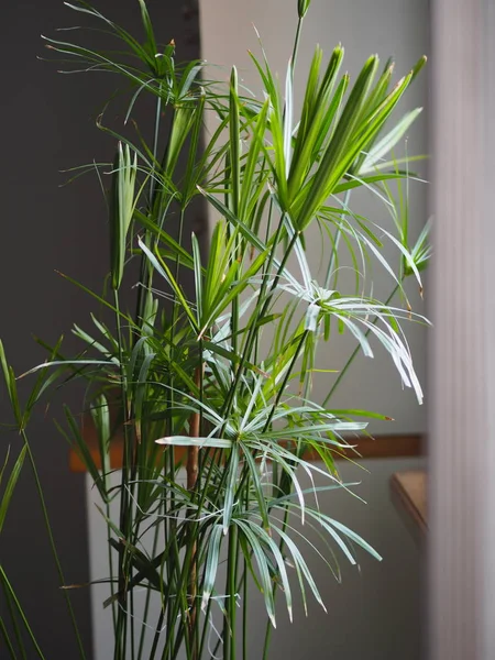 Water palm bestand tegen ongunstige omstandigheden. Aloeoïde telorese bij het raam in de keuken. — Stockfoto