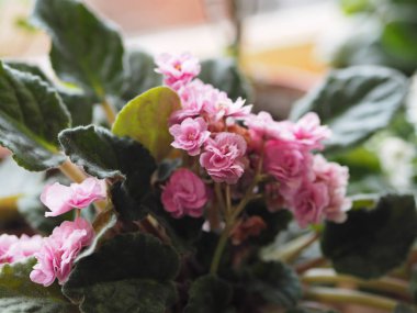 Pencerede çiçekler olan kapalı hava bitkisi pembesi. Saintpaulias 'ın büyük pembe çiçekleri.