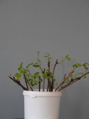 Cuttings of grapes. New processes on the stalks of grapes. New buds with leaves and roots. Ready for planting in the soil.