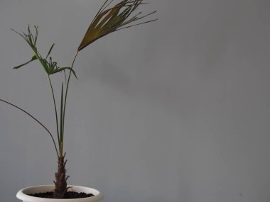 Brochea palm at home. Negative conditions. Dried leaves.