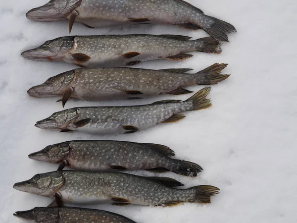 Pêche d'hiver. Brochet de rivière dans la neige . — Photo