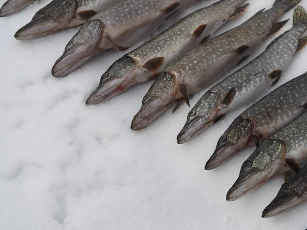 Winter fishing. River fish pike in the snow. — Stock Photo, Image