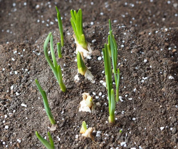 Green sprouts of garlic in the soil. Plant sprouted garlic in the garden. Useful greens,soil with organic fertilizers.