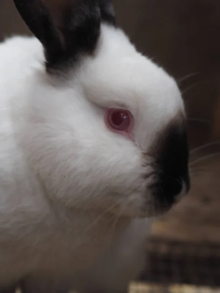 White rabbit with black ears. The content of the rabbit in the cage. Red eyes.