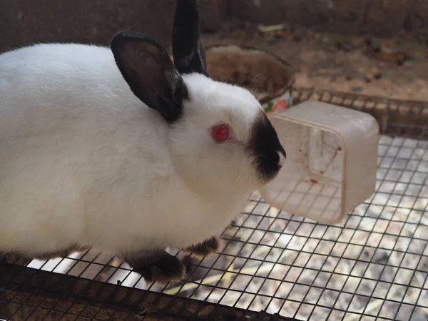 White rabbit with black ears. Keeping a rabbit in a cage. Red eyes, black nose. Close-up.