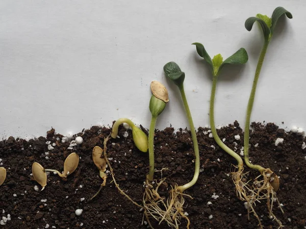 Model Imitation Growth Pumpkin Seeds Sprouted Seeds Leaves Soil Green — Stock Photo, Image