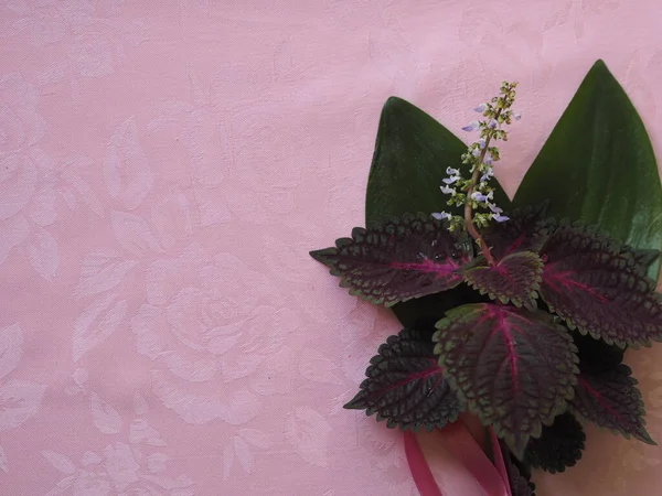 Pink Tablecloth Bouquet Green Leaves Coleus Red Flower Place Text — Stock Photo, Image