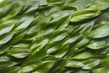 Sulu yeşil yapraklar tek bir arka planda serili. Yeşil dalgalar. Yeşil yapraklı arka plan. Baharda bitkilerden yeşil bir deniz fikri.