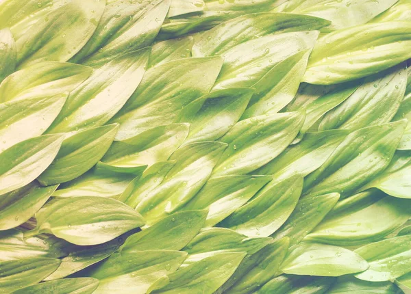 Обробка Арт Тло Зеленого Соковитого Листя Ідея Зеленого Моря Рослин — стокове фото