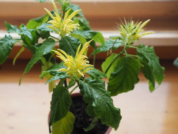 Pachistachis Una Planta Exótica Con Flores Amarillas Que Parecen Panículas — Foto de Stock