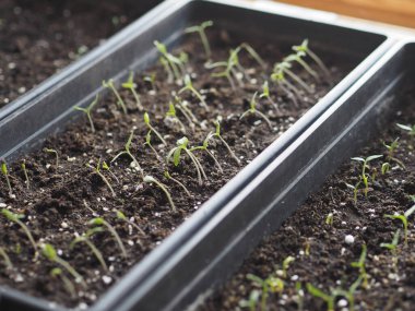 Evdeki kutularda domates ve biber filizlerinin ilk filizleri. Bahçeler ve tarlalar için hazırlanıyoruz. Botanik ve tarım geçmişi.