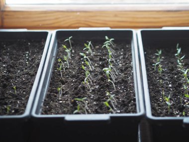 Evdeki kutularda domates ve biber filizlerinin ilk filizleri. Bahçeler ve tarlalar için hazırlanıyoruz. Botanik ve tarım geçmişi.
