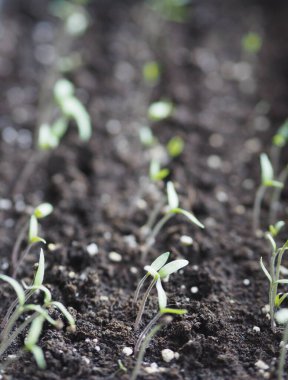 Evdeki kutularda domates ve biber filizlerinin ilk filizleri. Bahçeler ve tarlalar için hazırlanıyoruz. Botanik ve tarım geçmişi.