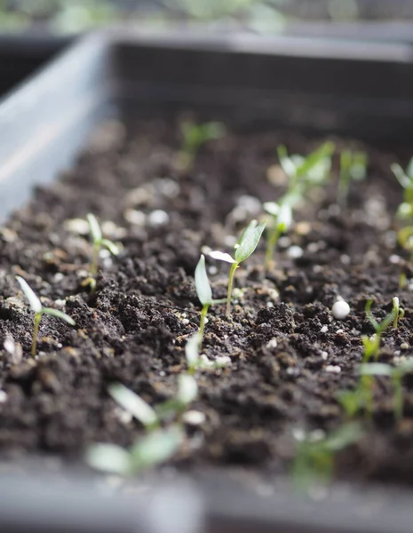 First Early Shoots Seedlings Tomato Pepper Boxes Home Preparing Planting — Stock Photo, Image