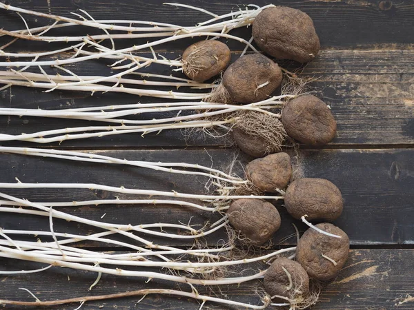 Landwirtschaft Große Kartoffelkeime Wenn Sie Winter Unsachgemäß Gelagert Werden Mangelnde — Stockfoto