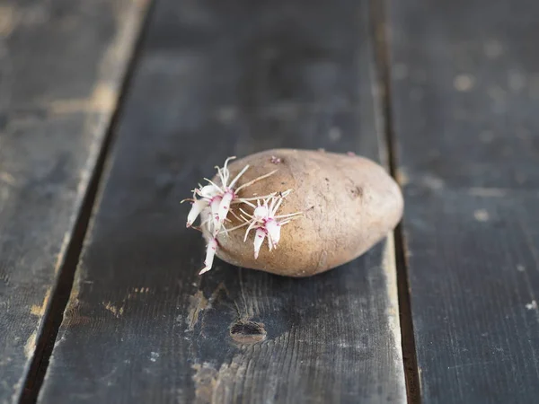 Landwirtschaft Kartoffelkeime Auf Dunklem Hintergrund Bereit Für Die Pflanzung Boden — Stockfoto
