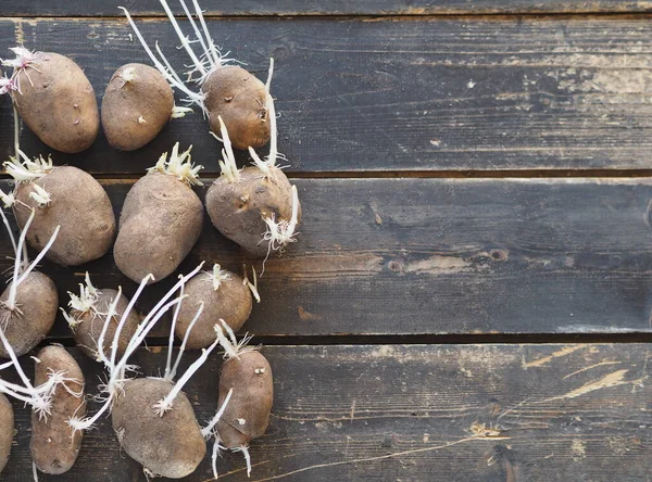 Landwirtschaft Kartoffelkeime Auf Dunklem Hintergrund Bereit Für Die Pflanzung Boden — Stockfoto