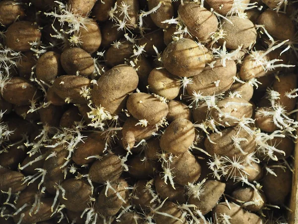 Γεωργία Φύτεψε Πατάτες Χειμώνα Όταν Ήταν Αποθηκευμένες Στο Υπόγειο Έτοιμοι — Φωτογραφία Αρχείου