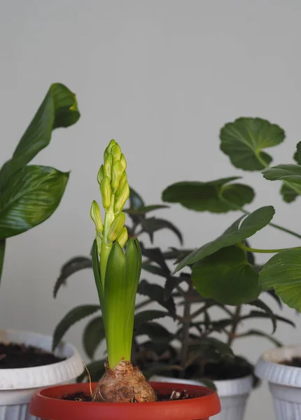 自宅の植物の背景に緑色の葉を持つ花芽を持つ若い根茎 サイドビュー — ストック写真
