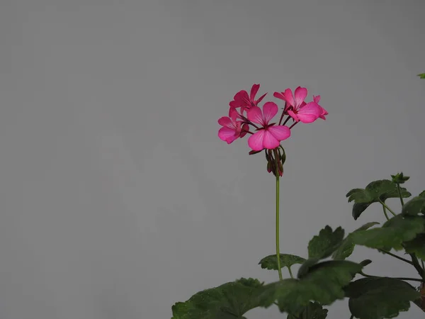 Health benefits of geraniums and their use in medicine.Pink pelargonium flower on a grey background. Side view.