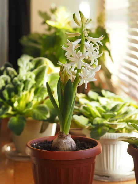 Young Plant Geocint Green Leaves White Flowers Window Other Home — Stock Photo, Image