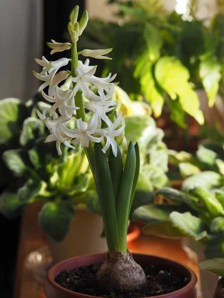 Ung Växtgeocint Med Gröna Blad Och Vita Blommor Fönstret Med — Stockfoto