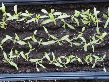 Evin penceresindeki kutuların içinde domates tohumları. Bahar mevsimi için hazırlanıyoruz. Evdeki soğuk ülkelerde fidanlar yetişiyor..