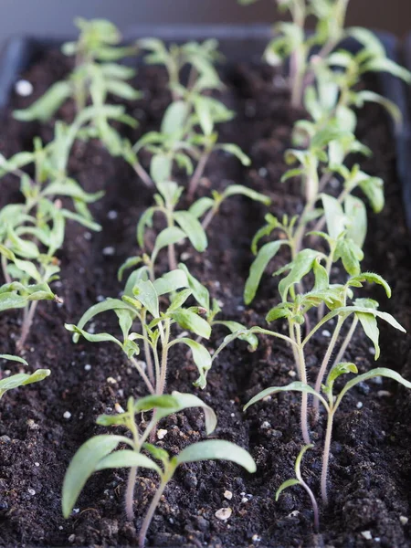 Young Seedlings Tomatoes Boxes Window House Preparing Spring Gardening Season — Stock Photo, Image