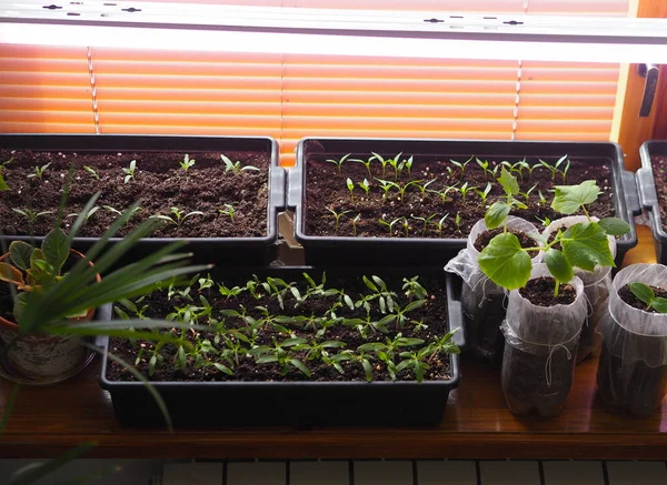 Jovens Plantas Tomate Caixas Pepinos Pimentas Janela Sob Uma Lâmpada — Fotografia de Stock