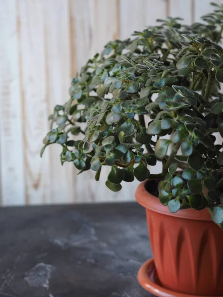 Aichrizon Una Planta Interior Tropical Popularmente Llamado Árbol Genealógico Felicidad — Foto de Stock