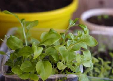 Petunya 'nın genç bitkileri saksılara ya da açık araziye nakledilmek için..