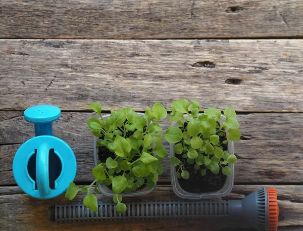 Background for home floriculture.Young plants of Petunia seedlings prepared for transplanting into pots or the open ground on a wooden table with a watering pot for irrigation. — Stock Image Background Home Floriculture Young Plants Petunia Seedlings Prepared Transplanting Pots Royalty Free Stock Images