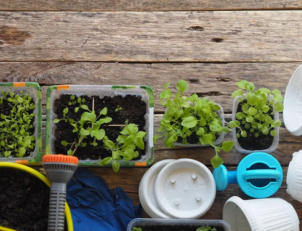 Background for home floriculture.Young plants of Petunia seedlings prepared for transplanting into pots or the open ground on a wooden table with a watering pot for irrigation. — Stock Image Background Home Floriculture Young Plants Petunia Seedlings Prepared Transplanting Pots Royalty Free Stock Images
