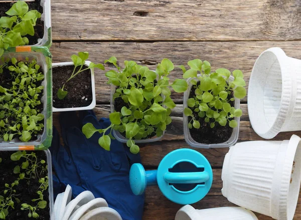 Background for home floriculture.Young plants of Petunia seedlings prepared for transplanting into pots or the open ground on a wooden table with a watering pot for irrigation. — Stock Image Background Home Floriculture Young Plants Petunia Seedlings Prepared Transplanting Pots Stock Image
