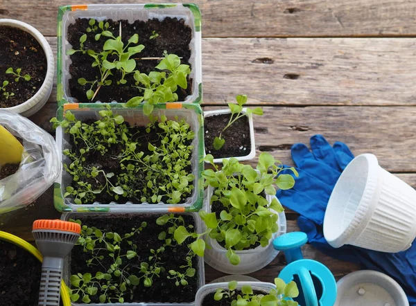 Background for home floriculture.Young plants of Petunia seedlings prepared for transplanting into pots or the open ground on a wooden table with a watering pot for irrigation. — Stock Image Background Home Floriculture Young Plants Petunia Seedlings Prepared Transplanting Pots Royalty Free Stock Photos