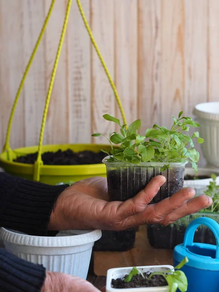 Background for home floriculture.A man's hands are transplanting young plants of Petunia seedlings on a wooden table with a watering can. — Stock Image Background Home Floriculture Man Hands Transplanting Young Plants Petunia Seedlings Stock Image