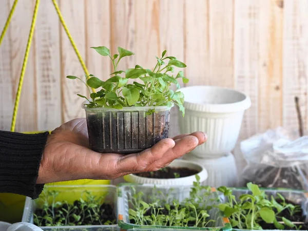 Background for home floriculture.A man's hands are transplanting young plants of Petunia seedlings on a wooden table with a watering can. — Stock Image Background Home Floriculture Man Hands Transplanting Young Plants Petunia Seedlings Stock Image