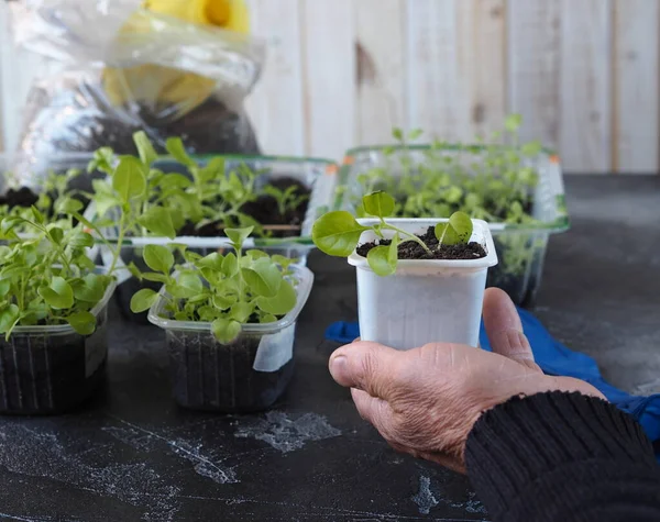 Background for home floriculture.A man's hands are transplanting young plants of Petunia seedlings on a wooden table with a watering can. — Stock Image Background Home Floriculture Man Hands Transplanting Young Plants Petunia Seedlings Stock Picture