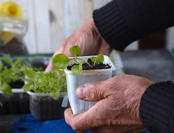 Background for home floriculture.A man's hands are transplanting young plants of Petunia seedlings on a wooden table with a watering can. — Stock Image Background Home Floriculture Man Hands Transplanting Young Plants Petunia Seedlings Stock Photo